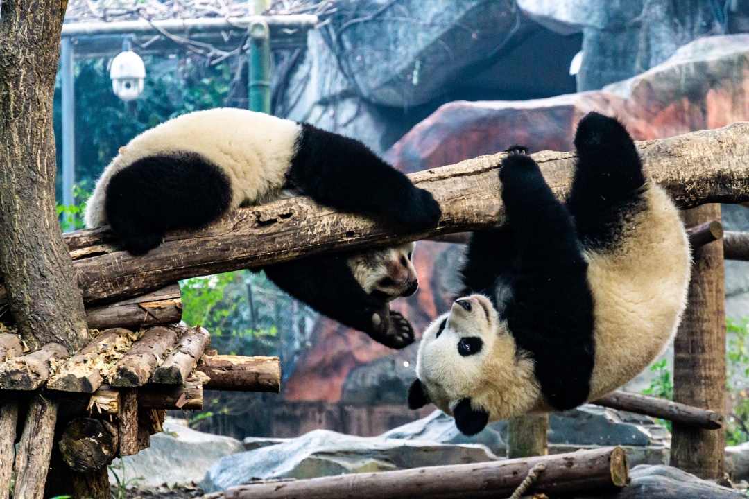 1 Day Chengdu Panda Encounter & Local Lifestyle Experience